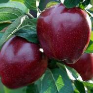 Саджанець Яблуня Ред Делішес в контейнері